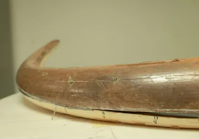 Close up of mastodon tusk